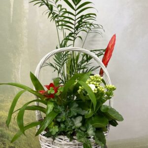 Cesta Natural de Plantas Mixtas