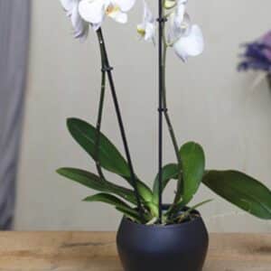 Orquídea Phalaenopsis blanca